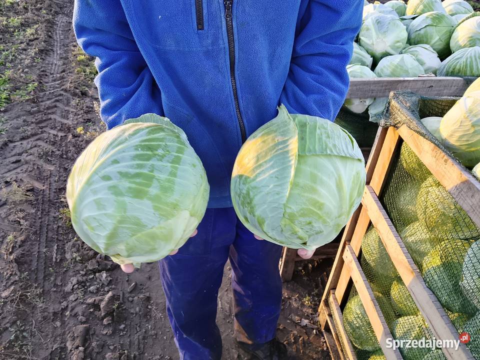 Kapusta biała Warta