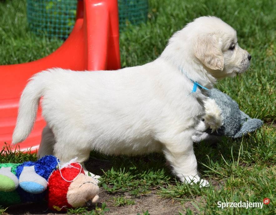 Golden Retriever szczenięta ZKWP FCI mazowieckie Łochów