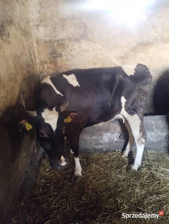krowa z cielęciem świętokrzyskie Baranów