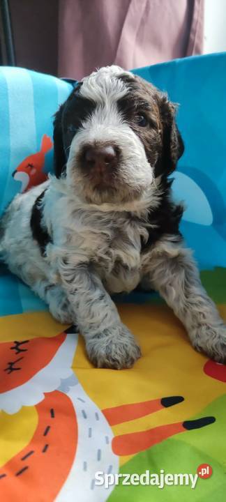 Lagotto Romagnolo śląskie