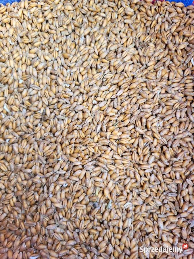 Pszenżyto śląskie Poręba