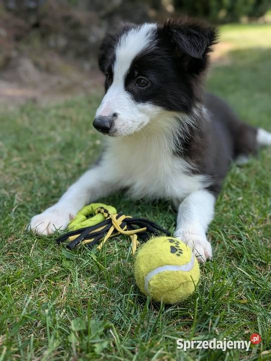 Border collie suczkaRodzice przebadani Szczaworyż