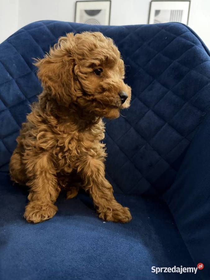 Sprzedam Cudownego Pieska Pudel Toy Red Borów