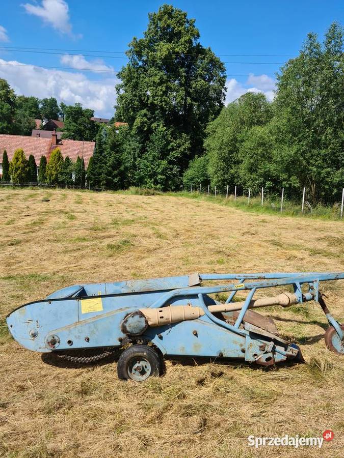 Kopaczka dwurzedowa Krzewie Wielkie