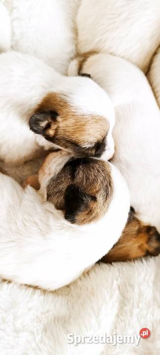 Jack Russell terrier szczeniaki Sadowie