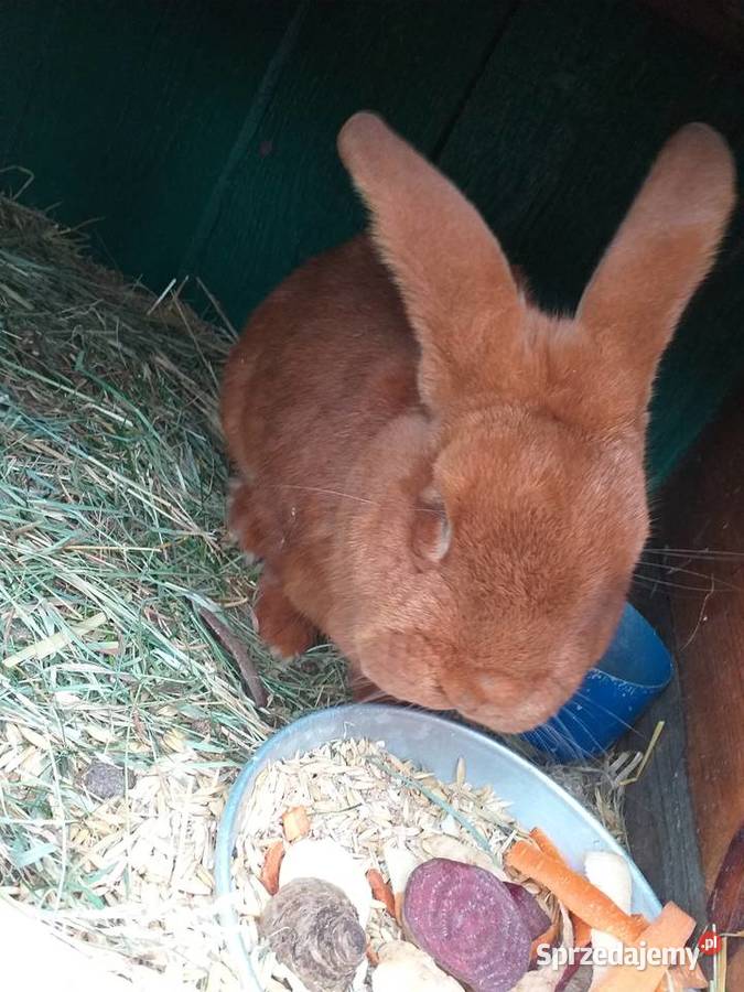 Sprzedam zamienię Ostrołęka