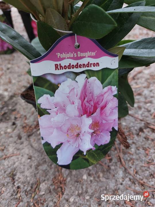 Rododendron Rododendrony 10 MIX PROMOCJA