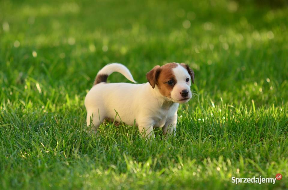 Szczenięta rasy Jack Russell terrier Zwierzęta kujawsko-pomorskie Radziejów