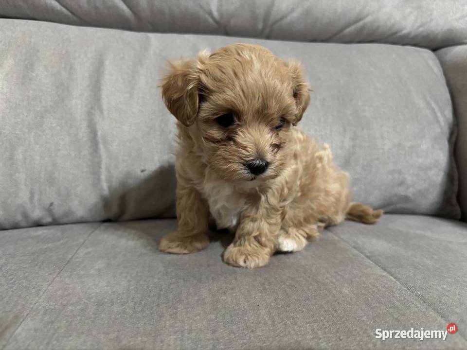 Chłopiec Maltipoo F1 Zawiercie