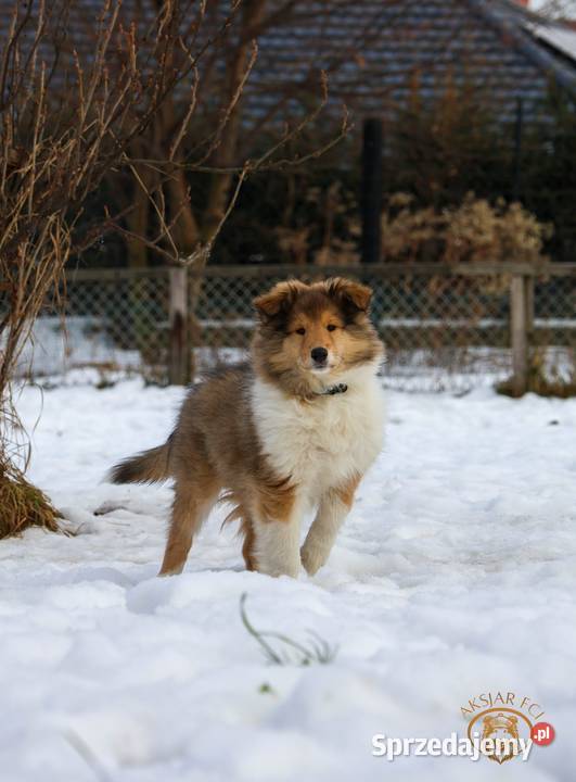 Owczarek Szkocki Collie Kokotów