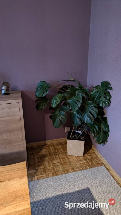 Monstera olbrzymia Tychy
