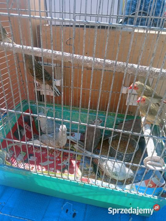 Gołąbki diamentowe Ptaki Igołomia