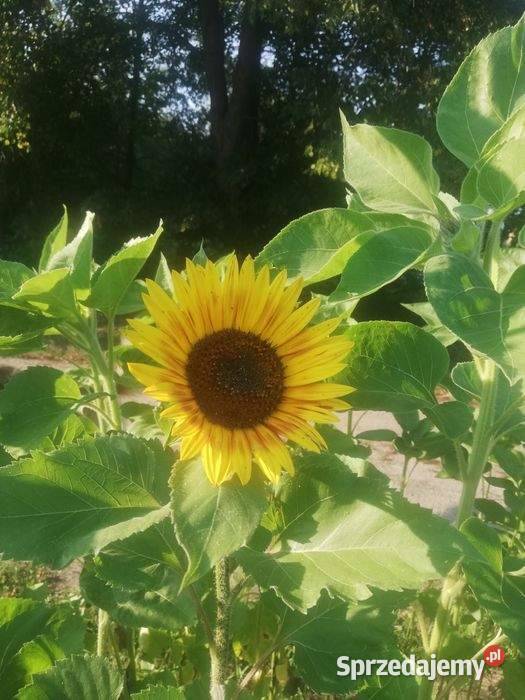 Słonecznik ozdobny kwiaty cięte