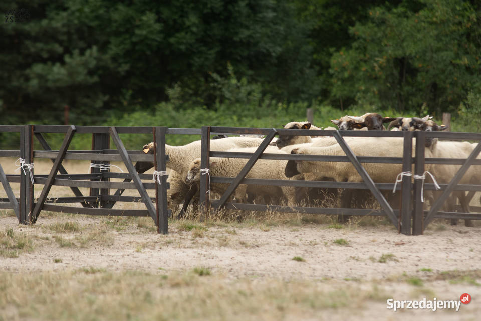 Solidne mocne i trwałe Słupki do ogrodzeń do Warszawa