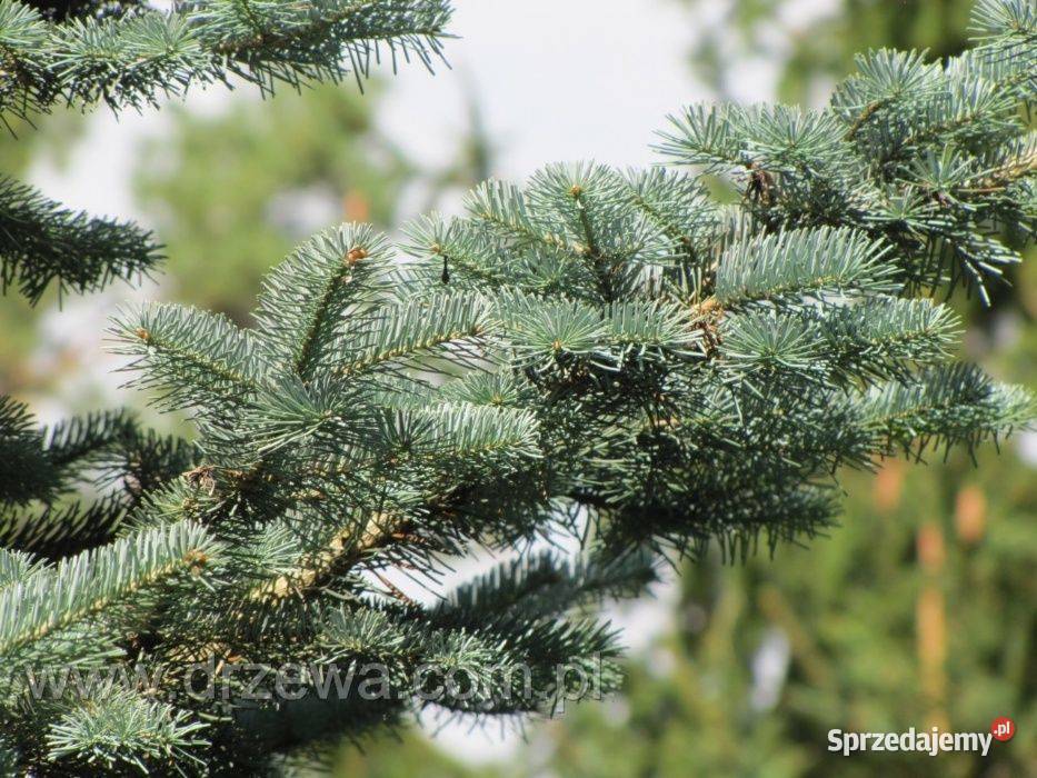 Jodła arizońska Abies lasiocarpa wys 3050 donica
