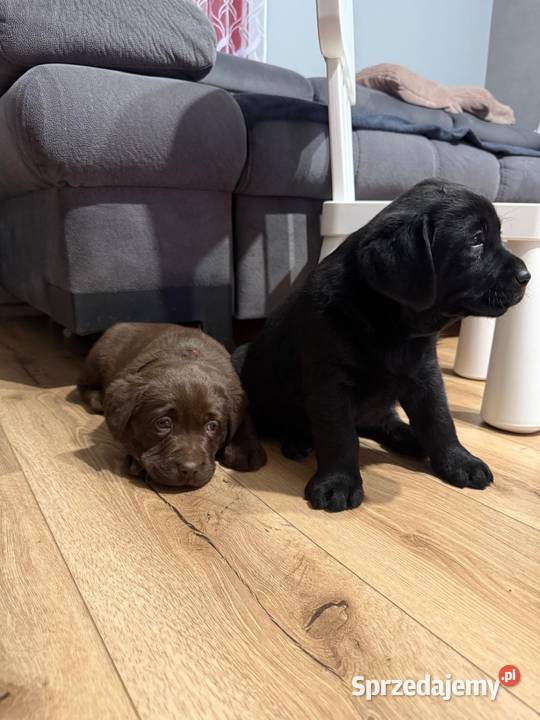 Pieski Labradora Retriever czekoladowe i czarne Tarnów