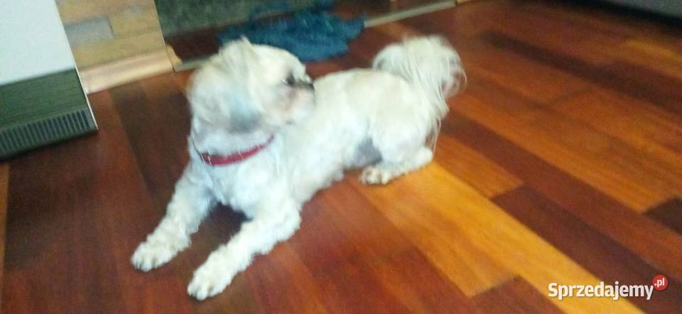 Reproduktor Shih Tzu Shih Tzu Ząbkowice Śląskie