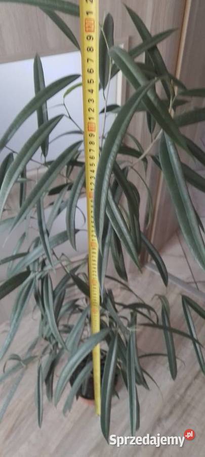 Fikus Wierzbolistny Alii 100 Zielone Wieliczka