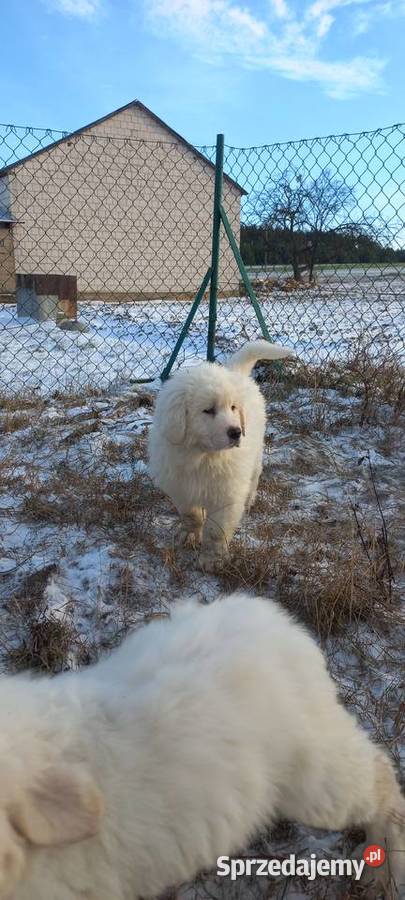Owczarek podhalański szczeniaki Michów