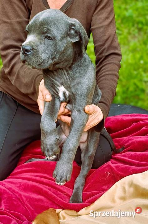 Przepiekny szczeniak Cane Corso Italiano szuka pomorskie Lębork