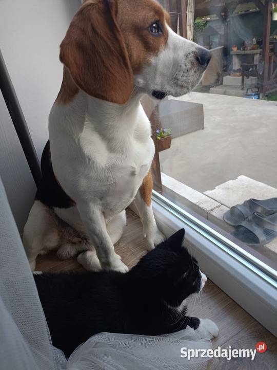 Szczeniaki rasy beagle piesek suczka Kraków