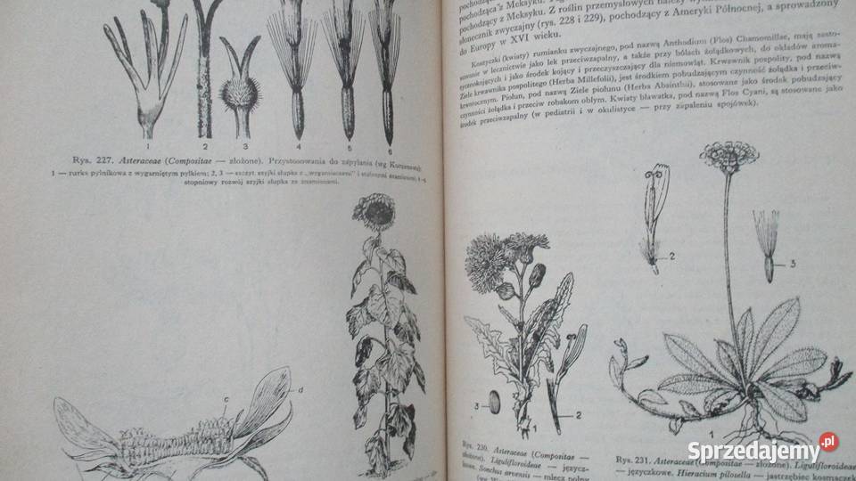 Zarys systematyki roślinSystematyka Łódź