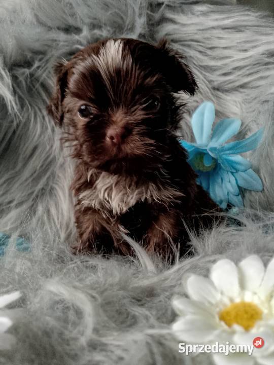 Śliczny piesek czekoladowy z białym rasy ShihTzu Namysłów