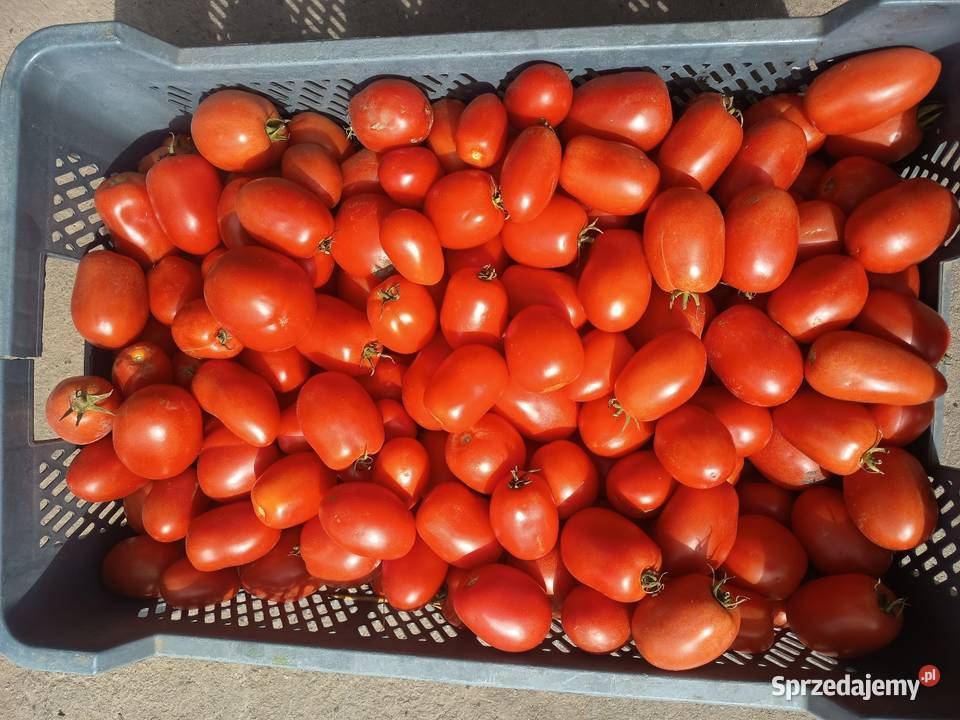 Pomidory gruntowe jajkowe przetwory Delikatesy Karczew sprzedam