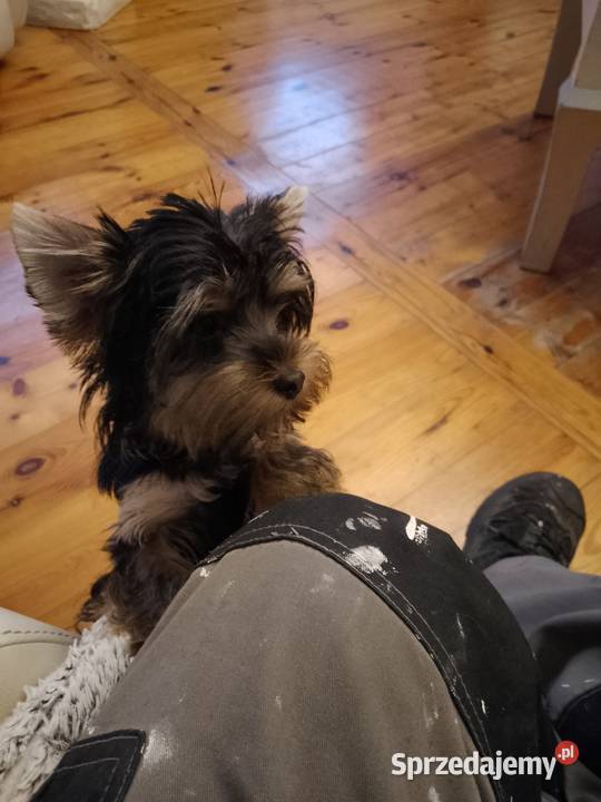 Sprzedam York shire Terrier zachodniopomorskie sprzedam
