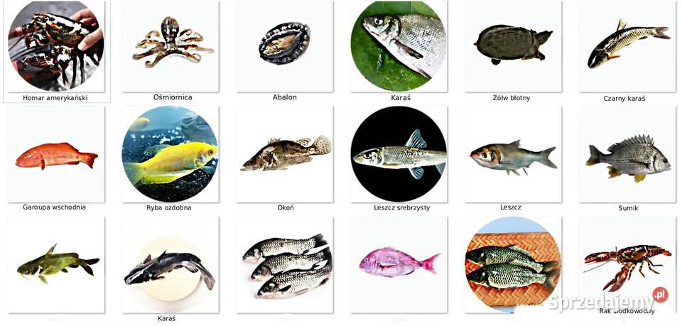 NOWE PVC Baseny do hodowli ryb Baseny do