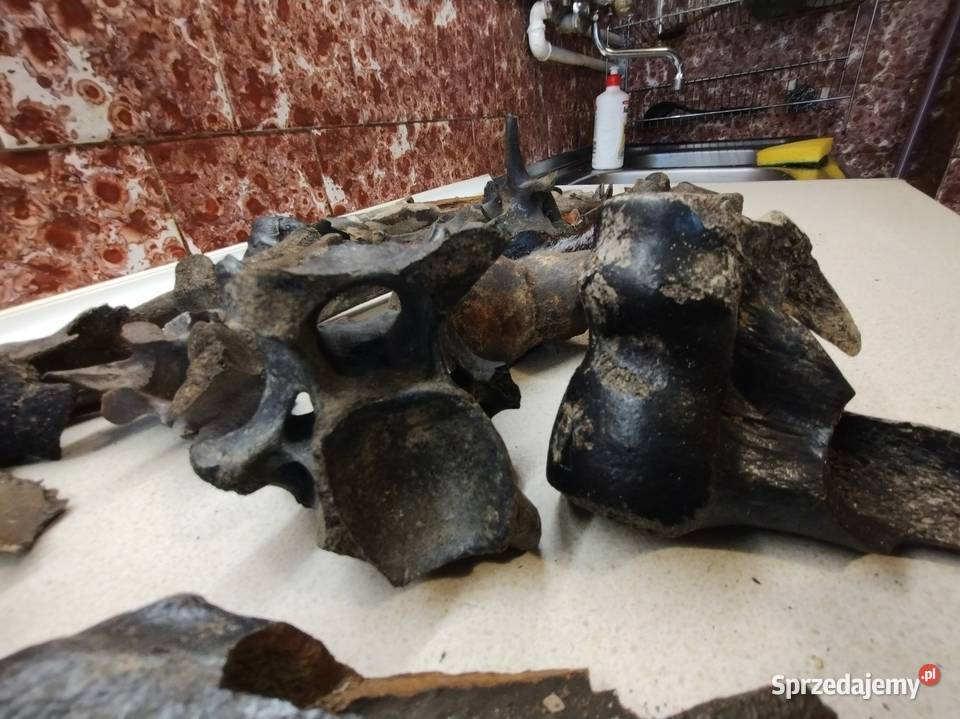 Kości skamieliny archeologia Leżajsk