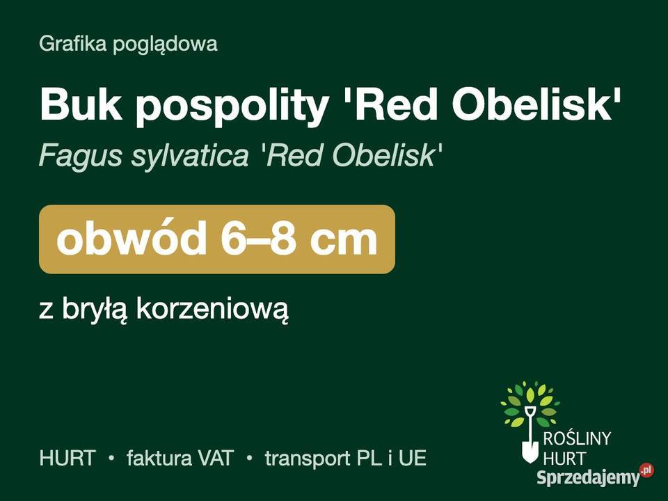Buk pospolity Red Obelisk obwód 68 z bryłą HURT