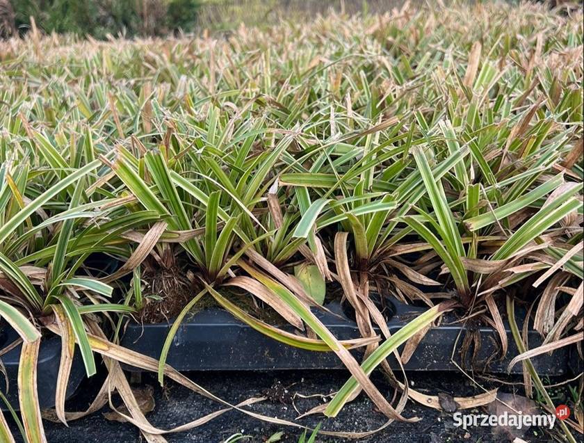 TURZYCA MORROWA VARIEGATA 25 PALETA NAWÓZ FV Skrzyszów