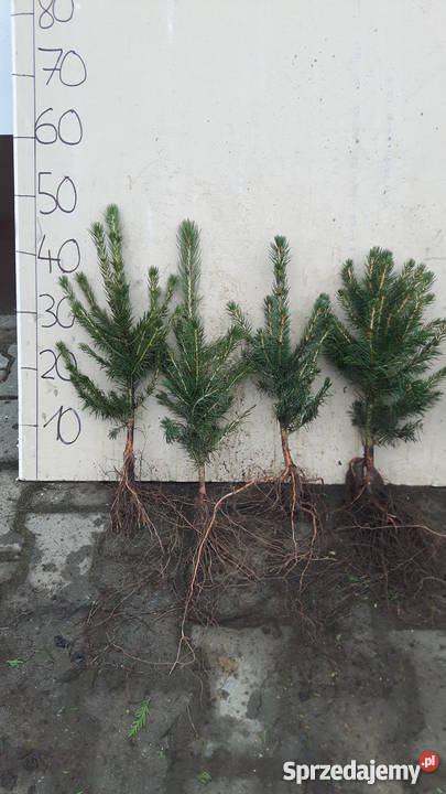 Thuja brabant 100 świerk srebrny jodła kaukaska śląskie Rybnik