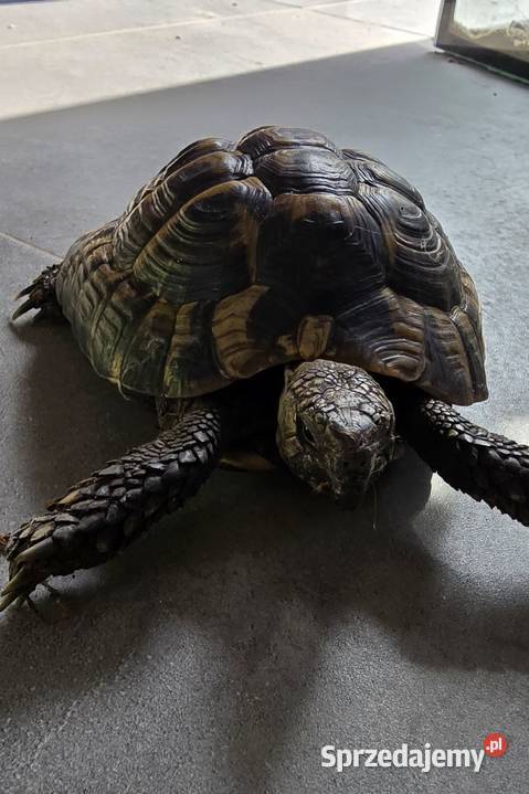Sprzedam żółwia greckiego z papierami