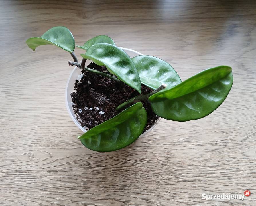 Hoya hoja Krinkle 8 Częstochowa sprzedam