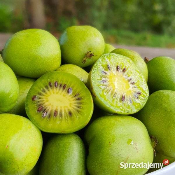 Sadzonki Mini Kiwi Samopylne IssaiDuże zdrowe Wielkopole sprzedam