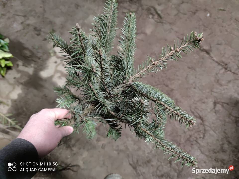 Jodła kaukaska sadzonki 40 60 Szczecinek sprzedam