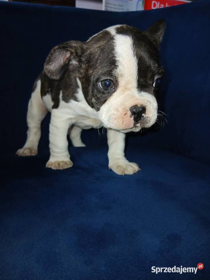 Buldog francuski piesek Przeczów
