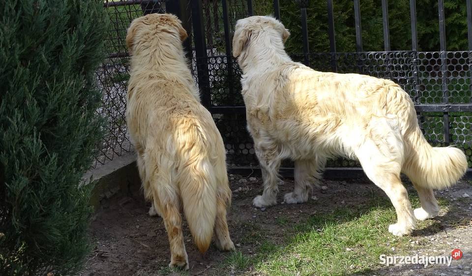Golden retriever 11 miesięczny Przysucha sprzedam