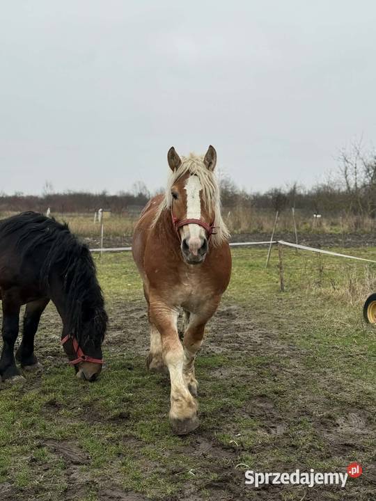 Sprzedam dwa ogiery Opoka Duża