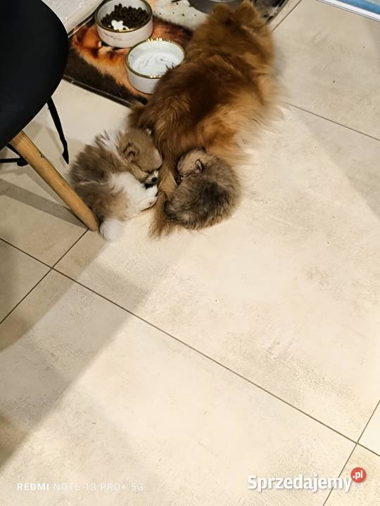 Szpic miniaturowy pomeranian piękne miniaturowe Mielec