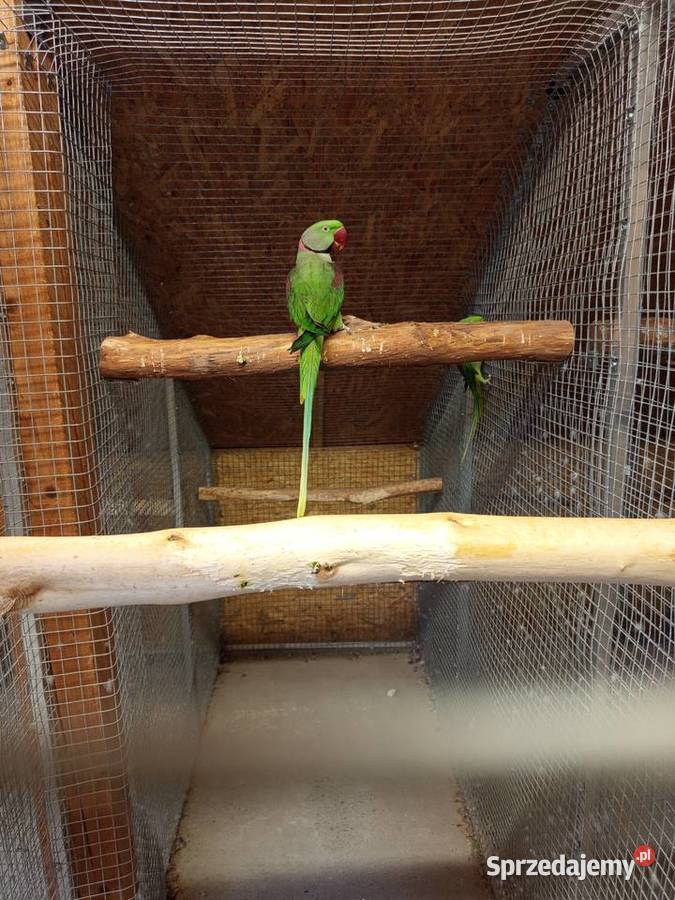 Aleksandretta większa Zabłocie