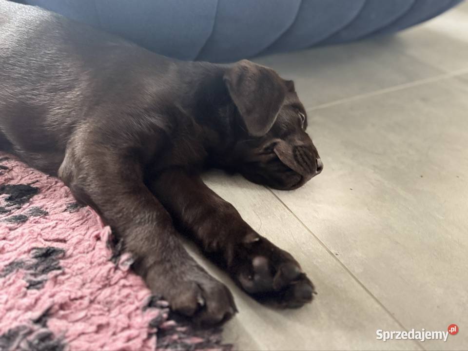 Labrador Retriever czekoladowy samiec