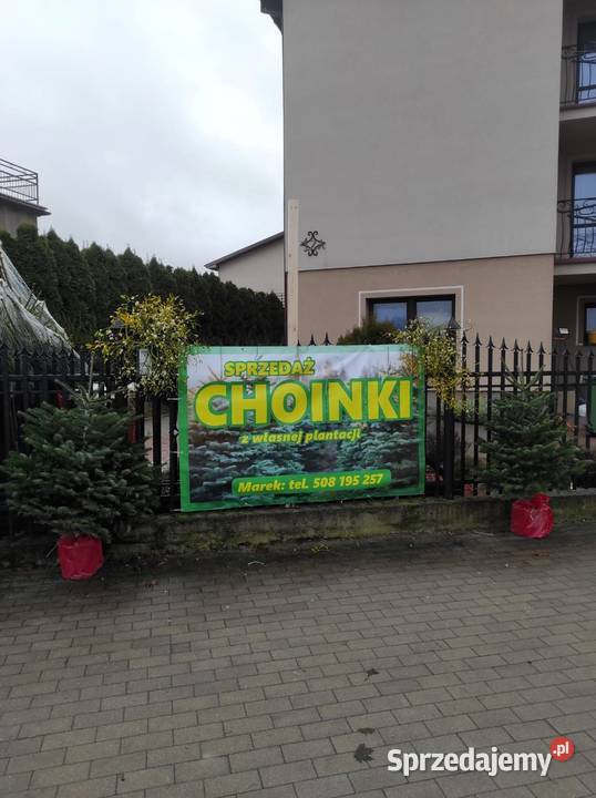 Choinki świąteczne świerk jodła kaukaska sprzedam