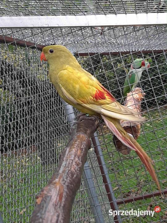 Papugi górskie berg żółty pastel Skała