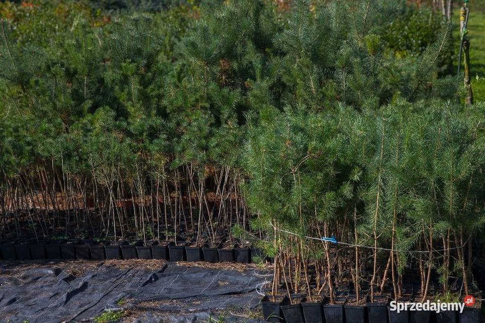Sosna zwyczajna Pinus sylvestris wys 100110