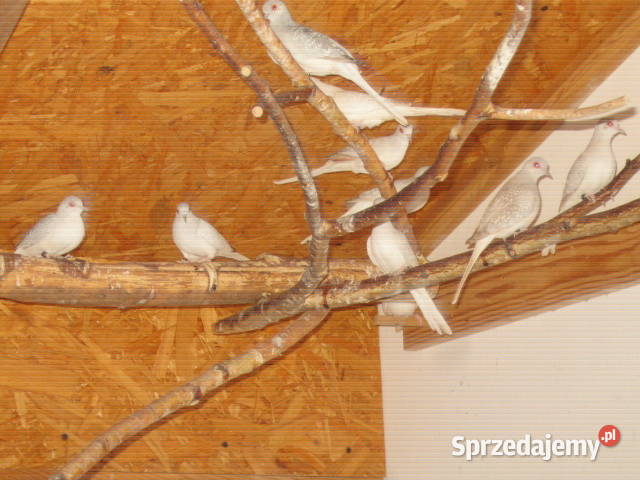 gołąbki diamentowe Ptaki Kraków