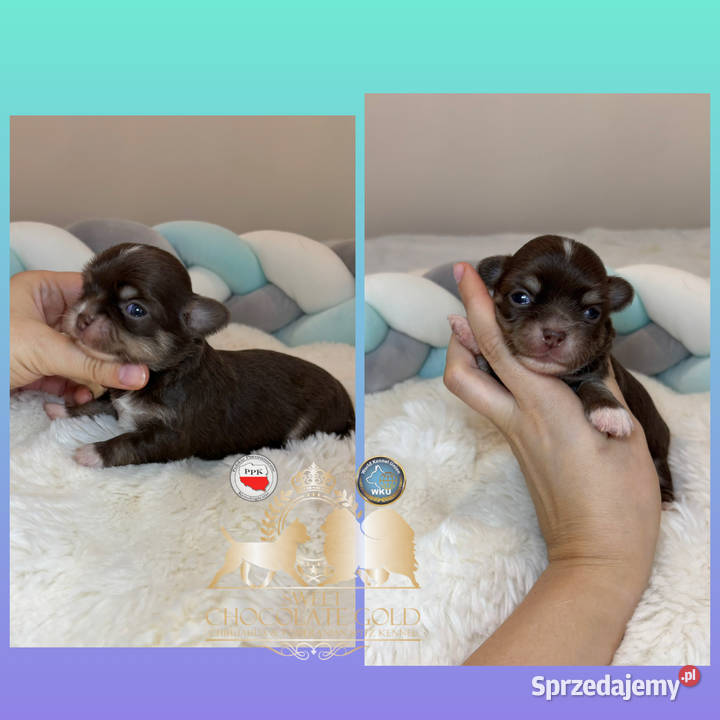 Chihuahua mini piesek czekoladowy długowłosy Bełchatów