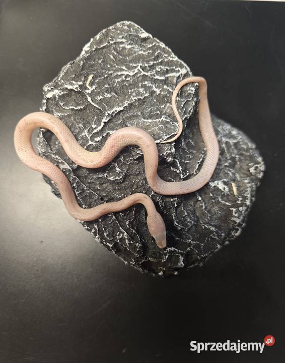 Wąż zbożowy samica Wrocław